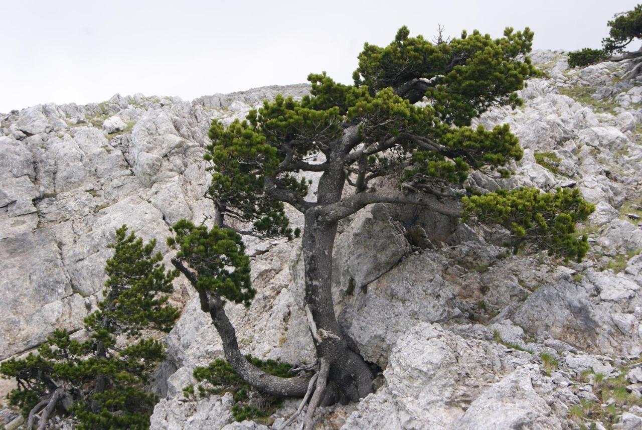 Tana Libera Tutti 1 Nature, Yourself, Love 비자넬로 외부 사진